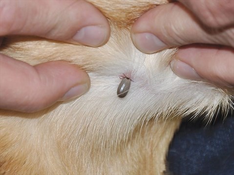 Best way to remove Skin TAGS From Dogs
