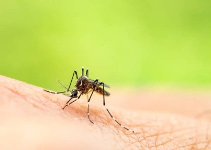 Best Ways to Prevent Mosquitoes and BUGS Bites  